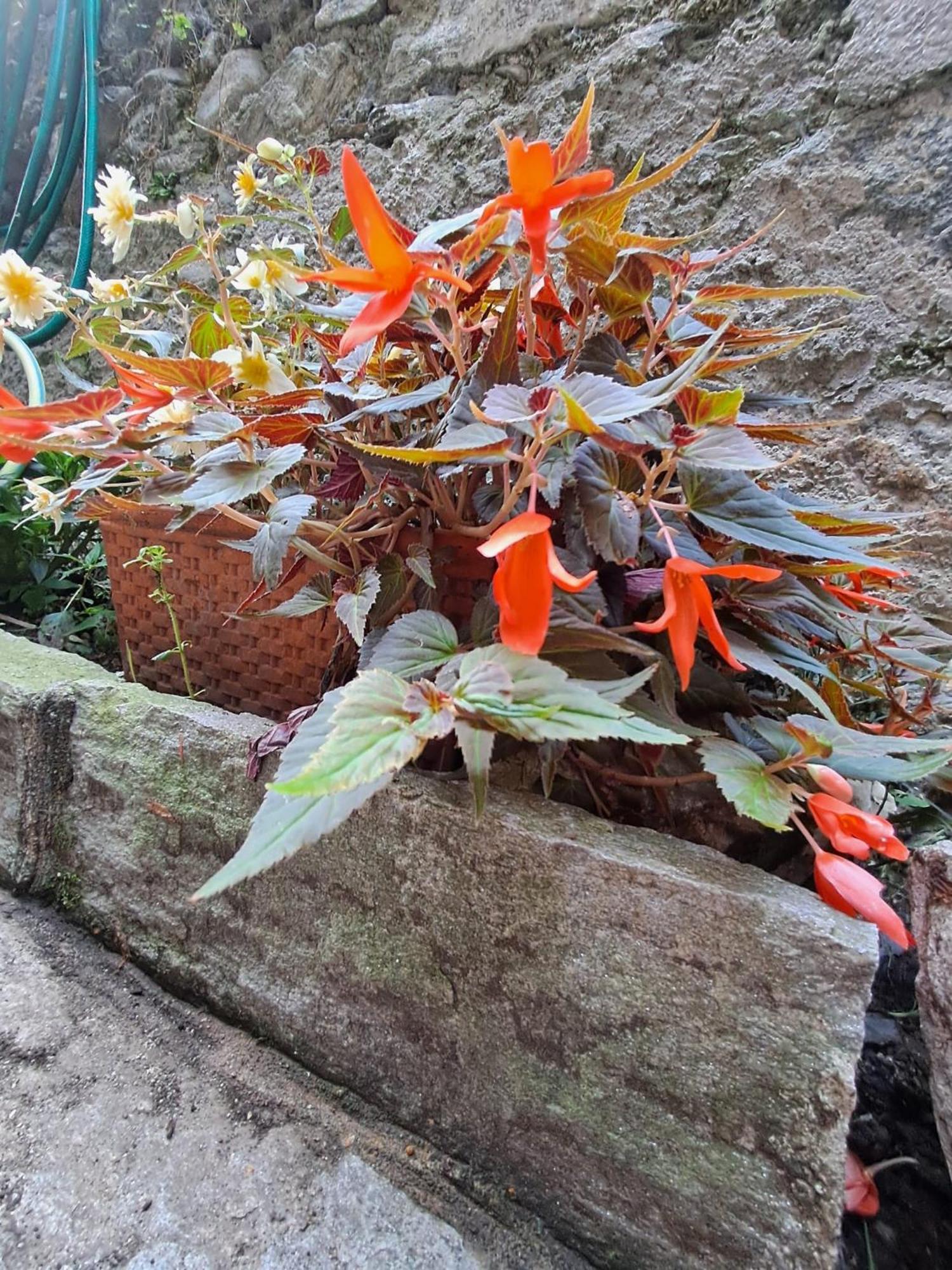 مبيت وإفطار Castelveccana Nonna Anita المظهر الخارجي الصورة